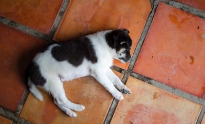 Puppy lying in the middle of the floor.