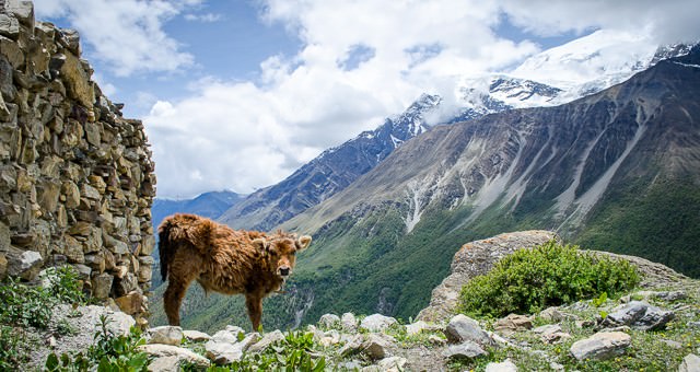 A calf standing on the edge of the mountains on the Annapurna Circuit